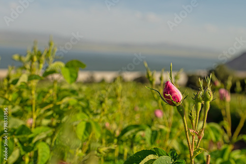 The pink roses in the rosefields at famous city that is Isparta is a famous city in Turkey. photo