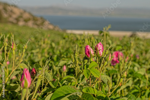The pink roses in the rosefields at famous city that is Isparta is a famous city in Turkey. photo