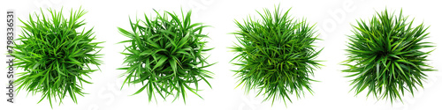 Paspalum vaginatum (Seashore Paspalum) Jungle Botanical Grass Top View   Hyperrealistic Highly Detailed Isolated On Transparent Background Png File photo