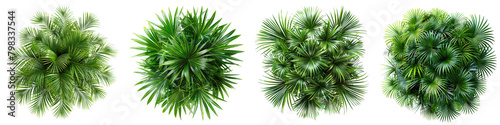 Palm Grass Jungle Botanical Grass Top View  Hyperrealistic Highly Detailed Isolated On Transparent Background Png File