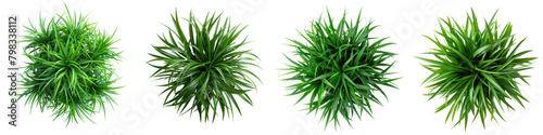 Ophiopogon japonicus (Mondo Grass) Jungle Botanical Grass Top View  Hyperrealistic Highly Detailed Isolated On Transparent Background Png File photo