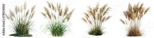 Miscanthus transmorrisonensis (Dwarf Eulalia Grass) Jungle Botanical Grass Hyperrealistic Highly Detailed Isolated On Transparent Background Png File