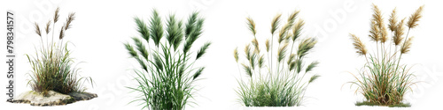 Mexican Feather Grass Jungle Botanical Grass  Hyperrealistic Highly Detailed Isolated On Transparent Background Png File photo