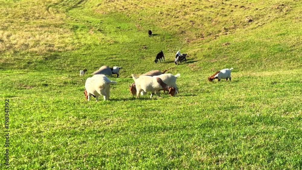 Goats grazing on a farm land in rural area near Bowral in NSW Southern Highlands Australia Goats grazing on a farm land in rural area near Bowral in NSW Southern Highlands Australia
