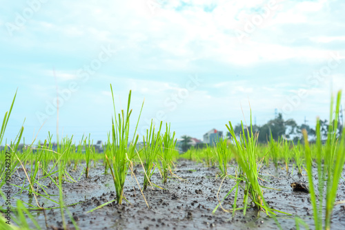 Young green rice field in the morning photo