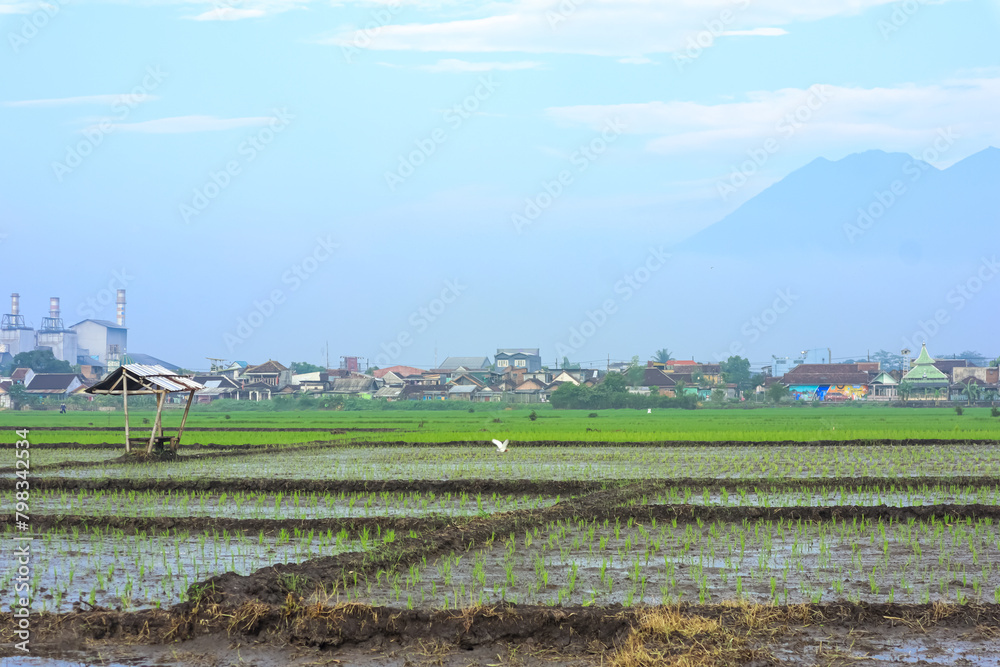 View of simple traditional hut among of young green rice field in the morning View of simple traditional hut among of young green rice field in the morning