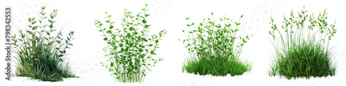 Maidenhair Grass Jungle Botanical Grass  Hyperrealistic Highly Detailed Isolated On Transparent Background Png File