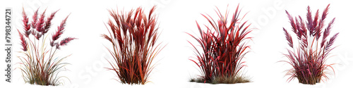 imperata cylindrica red baron  Hyperrealistic Highly Detailed Isolated On Transparent Background Png File photo