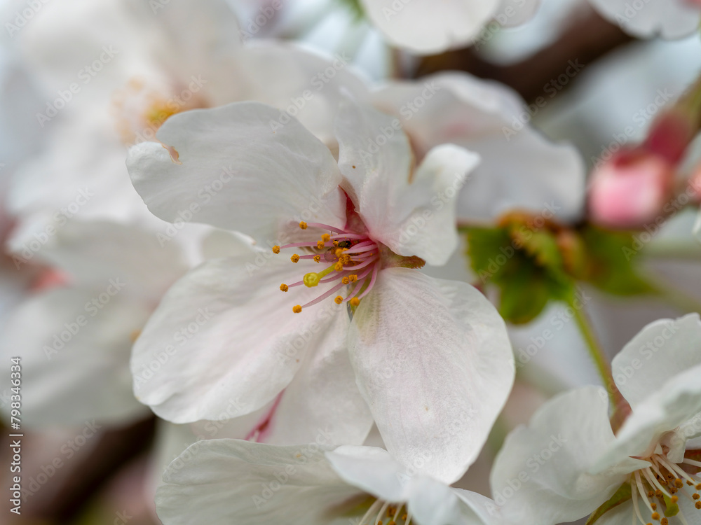 桜の花のクローズアップ
