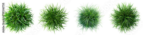 Giant Chinese Silver Grass Jungle Botanical Grass Top View  Hyperrealistic Highly Detailed Isolated On Transparent Background Png File