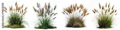 Fountain Grass Jungle Botanical Grass  Hyperrealistic Highly Detailed Isolated On Transparent Background Png File photo