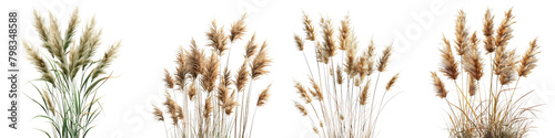 Feather Reed Grass Jungle Botanical Grass  Hyperrealistic Highly Detailed Isolated On Transparent Background Png File