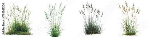 Deschampsia cespitosa (Tufted Hair Grass) Jungle Botanical Grass Hyperrealistic Highly Detailed Isolated On Transparent Background Png File