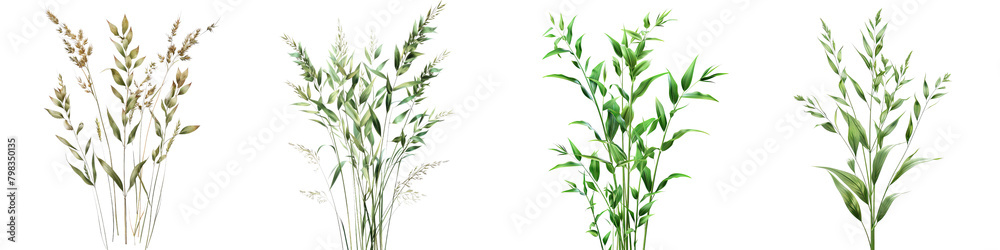 Chasmanthium latifolium (Northern Sea Oats) Jungle Botanical Grass  Hyperrealistic Highly Detailed Isolated On Transparent Background Png File