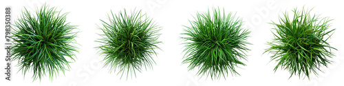 Carex morrowii (Japanese Sedge) Jungle Botanical Grass Top View Drone Shoot Hyperrealistic Highly Detailed Isolated On Transparent Background Png File