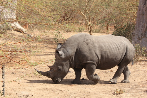 rhino in the wild