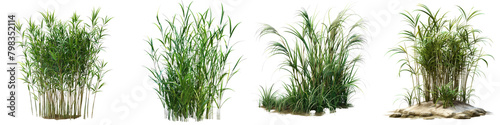 Bamboo Muhly Grass Jungle Botanical Grass Hyperrealistic Highly Detailed Isolated On Transparent Background Png File