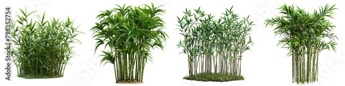 Bamboo Jungle Botanical Grass  Hyperrealistic Highly Detailed Isolated On Transparent Background Png File