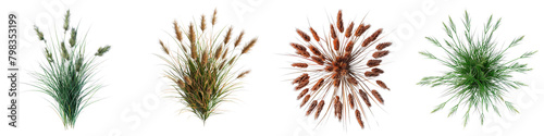 Andropogon gerardii (Big Bluestem) Jungle Botanical Grass Top View Hyperrealistic Highly Detailed Isolated On Transparent Background Png File photo