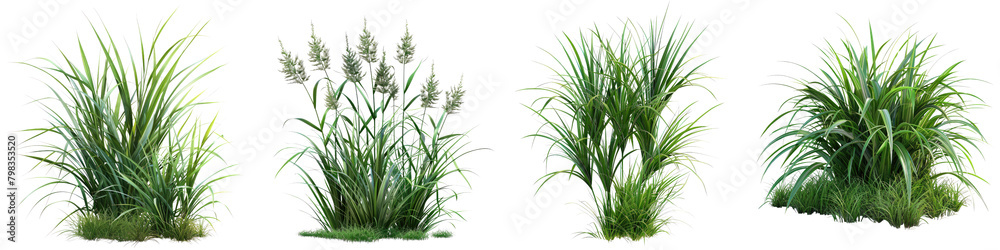 Acorus gramineus (Sweet Flag) Jungle Botanical Grass  Hyperrealistic Highly Detailed Isolated On Transparent Background Png File