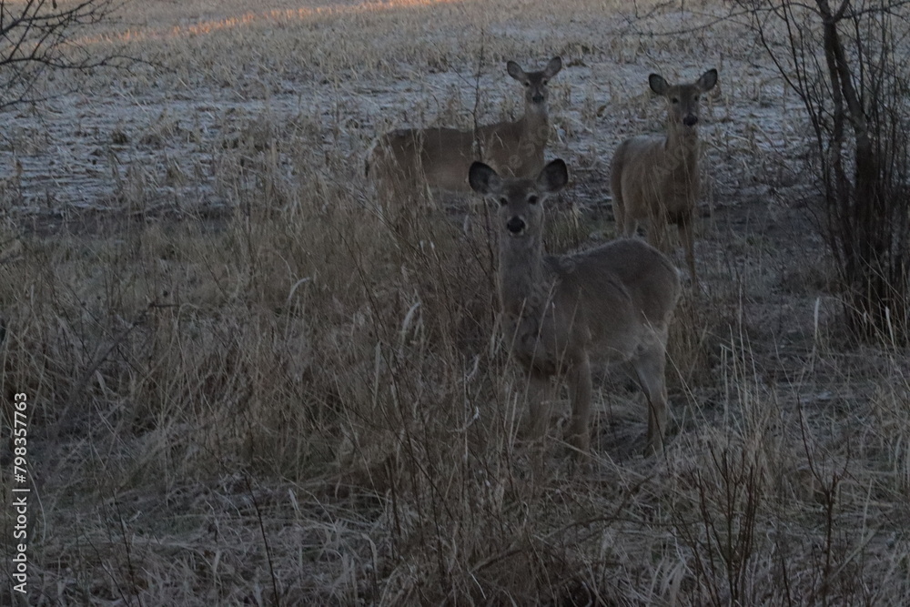 Obraz premium deer in the forest