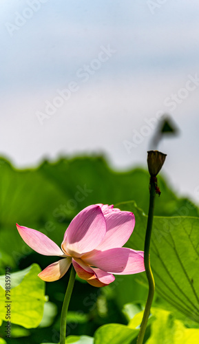 Photography The Natural Landscape of Lake Lotus in Xuanwu Lake Park in Nanjing, Jiangsu Prov