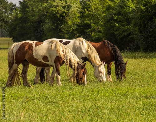 horses in the field