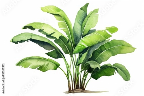 Banana plant green leaf.