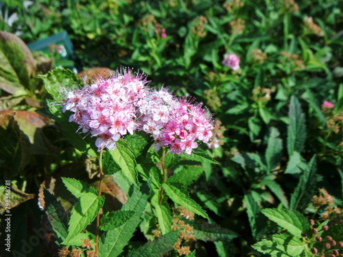 シモツケの花の接写
