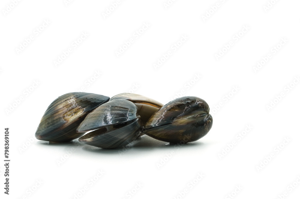 Closed up fresh baby clams, venus shell, shellfish, carpet clams, short necked clams, as raw food from the sea are the seafood ingredients. fresh clams Background. seafood.Isolated on white background Closed up fresh baby clams, venus shell, shellfish, carpet clams, short necked clams, as raw food from the sea are the seafood ingredients. fresh clams Background. seafood.Isolated on white background