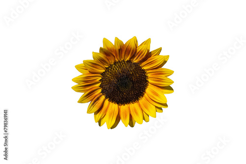 Sunflowers isolated on white background.  Make clipping path.