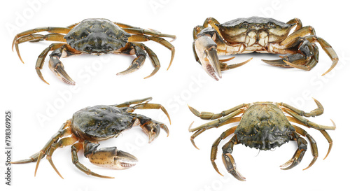Fresh raw crab isolated on white  set