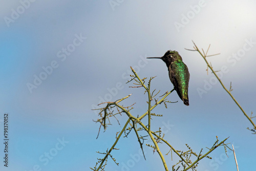 Anna's hummingbird (Calypte anna)
 photo