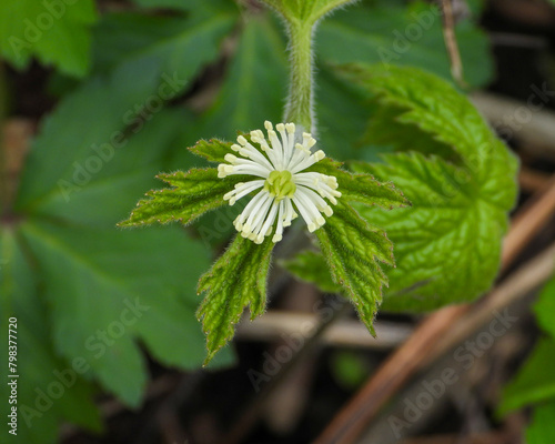 Hydrastis canadensis (Goldenseal) Native North American Woodland Wildflower