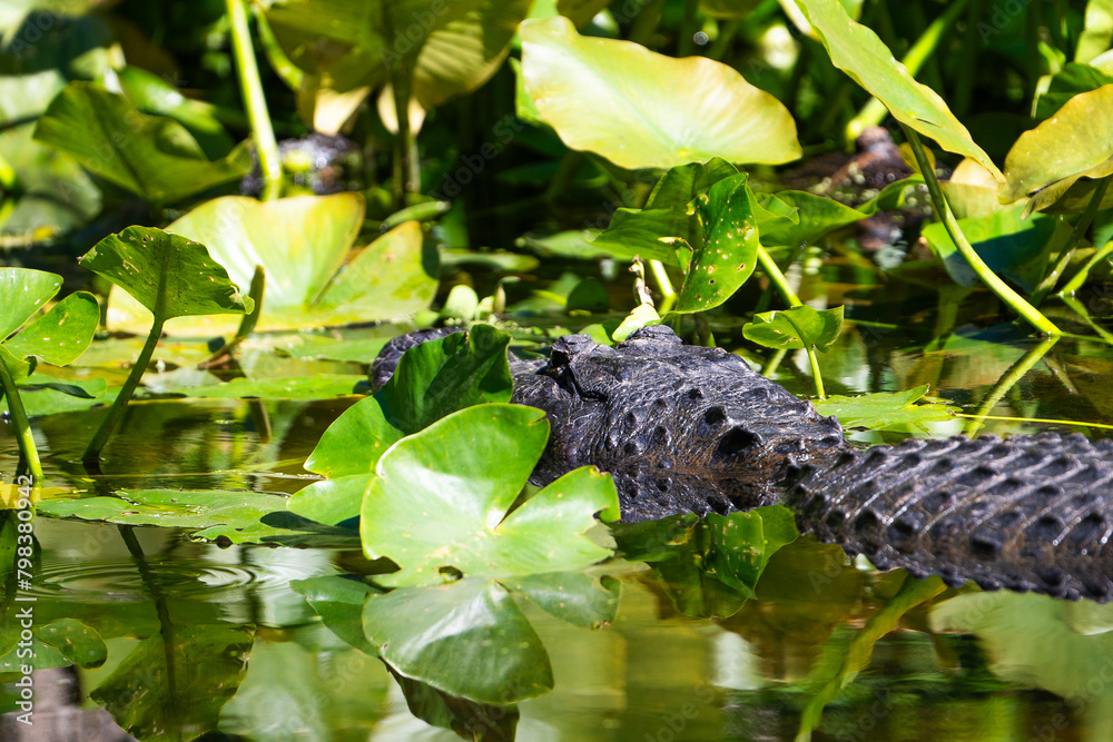 American Alligator resting in a river. American Alligator resting in a river.