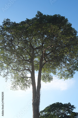 Towering Alstonia scholaris tropical tree also known as blackboard  scholar  or milkwood tree in Philippines.