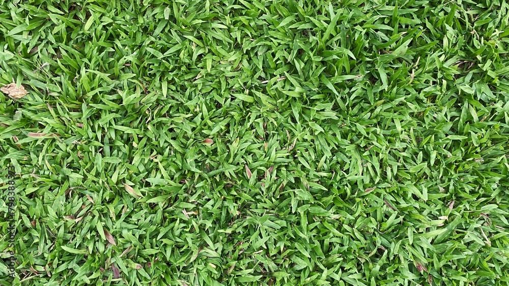 green grass background green grass background