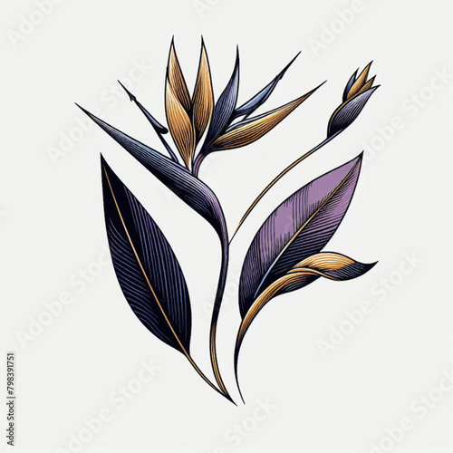 bird of paradise flowers with a combination of violet, black and gold