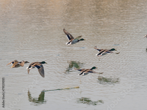 Mallards in flight over pond