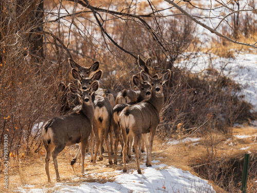 Mule deer herd
