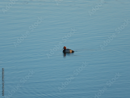 Redhead Duck