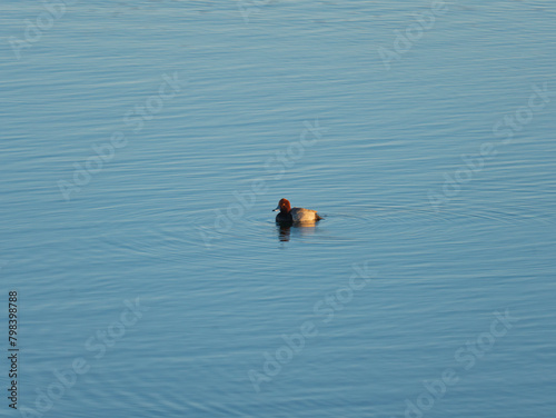 Redhead Duck