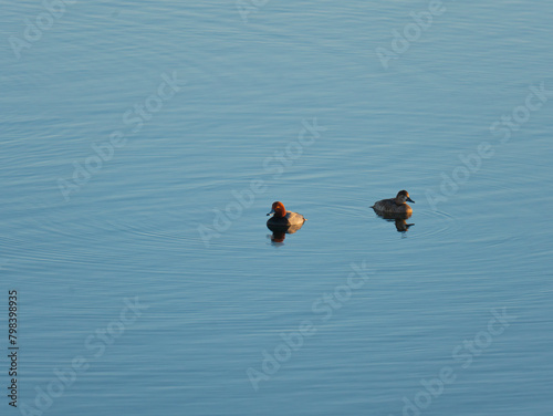 Redhead Duck