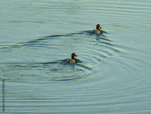 Redhead Duck