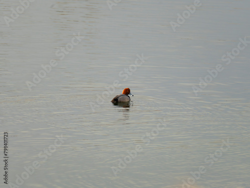 Redhead Duck