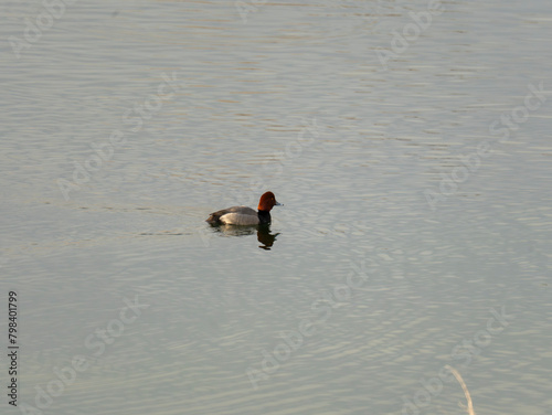 Redhead Duck