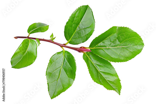Fresh green branch of Salal (Gaultheria Shallon) or Lemon Leaf isolated on white background