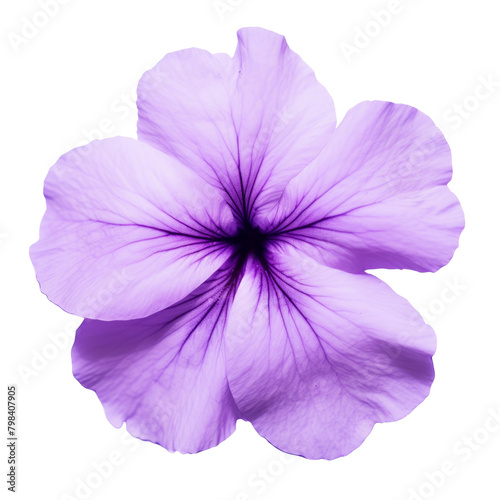 purple Platycodon grandiflorus flowers isolated on white background photo