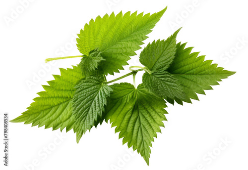 Fresh nettles isolated on white background