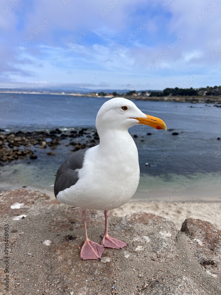 Fototapeta premium seagull on the beach